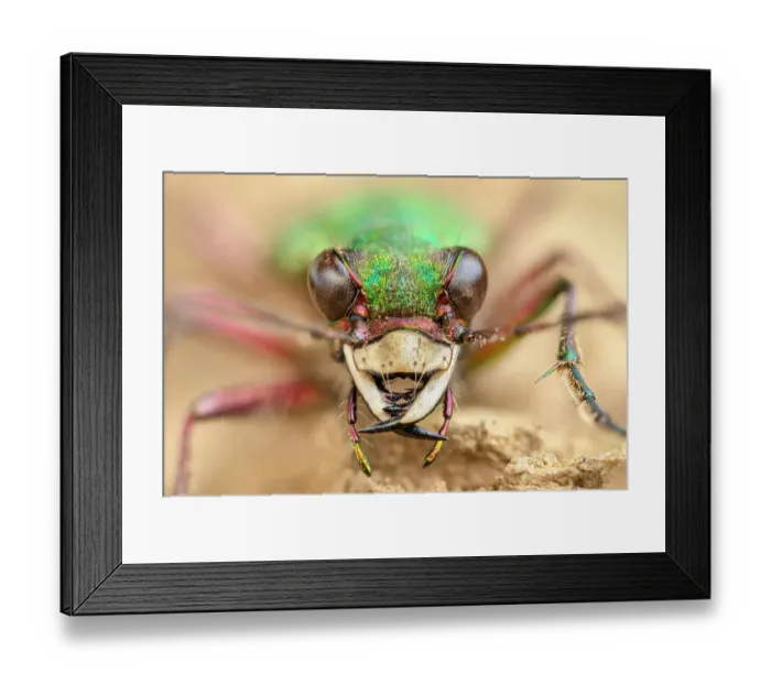 Framed Print : Green tiger beetle (Cicindela campestris) close uo portrait, Birchover, Derbyshire, UK. April. Focus stacked image Framed Print : Green tiger beetle (Cicindela campestris) close uo portrait, Birchover, Derbyshire, UK. April. Focus stacked image