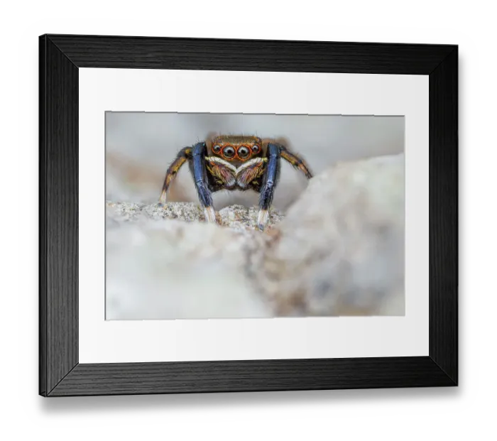 Framed Print : Male Jumping spider (Euophrys frontalis) close up, Derbyshire, UK. May. Focus stacked image Framed Print : Male Jumping spider (Euophrys frontalis) close up, Derbyshire, UK. May. Focus stacked image