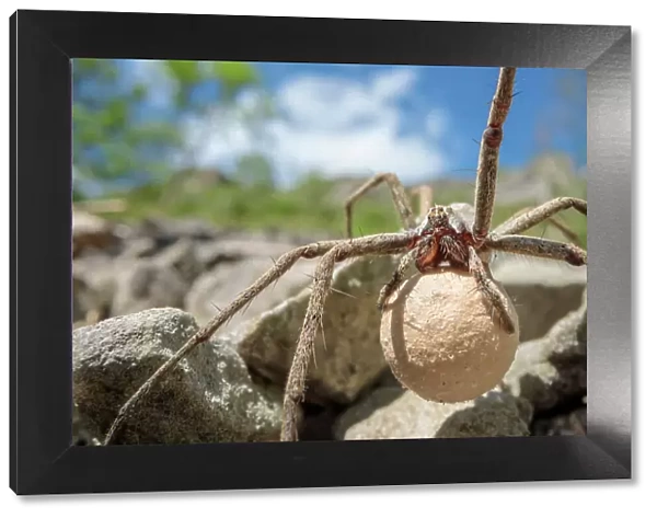 Female Nursery web spider (Pisaura mirabilis) carrying egg sac, Peak District National Park, Derbyshire, UK. June