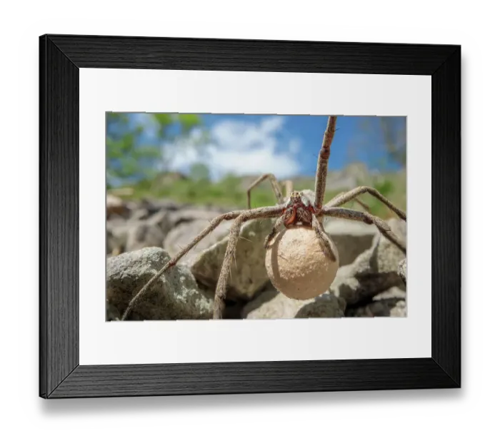 Framed Print : Female Nursery web spider (Pisaura mirabilis) carrying egg sac, Peak District National Park, Derbyshire, UK. June Framed Print : Female Nursery web spider (Pisaura mirabilis) carrying egg sac, Peak District National Park, Derbyshire, UK. June