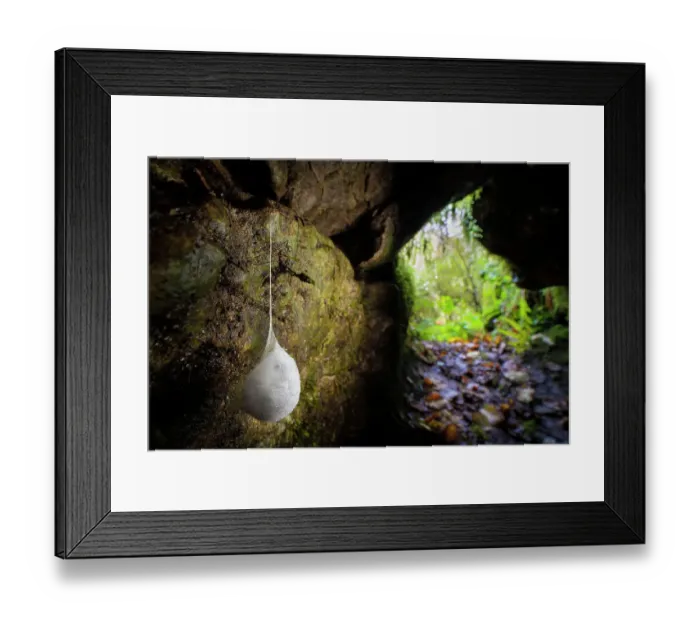 Framed Print : European cave spider (Meta menardi) pendulous egg sac containing its brood of young, hanging in cave, Peak District National Park, Derbyshire. November Framed Print : European cave spider (Meta menardi) pendulous egg sac containing its brood of young, hanging in cave, Peak District National Park, Derbyshire. November