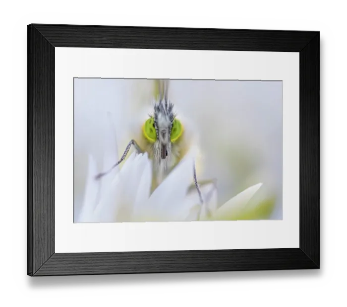 Framed Print : Male Orange tip butterfly (Anthocharis cardamines) resting on Wild garlic (Allium ursinum) flower, Peak District National Park, Derbyshire, UK. April Framed Print : Male Orange tip butterfly (Anthocharis cardamines) resting on Wild garlic (Allium ursinum) flower, Peak District National Park, Derbyshire, UK. April