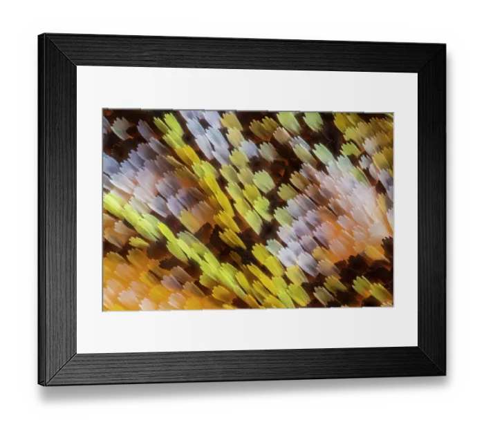 Framed Print : Male Orange-tip butterfly (Anthocharis cardamines) wing scales detail, Peak District National Park, Derbyshire, UK. April. Focus stacked image Framed Print : Male Orange-tip butterfly (Anthocharis cardamines) wing scales detail, Peak District National Park, Derbyshire, UK. April. Focus stacked image