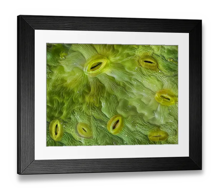 Framed Print : False-coloured scanning electron micrograph produced at the University of Derby of stomata on the underside of an Ash (Fraxinus excelsior) leaf, 0. 16 millimetres across in real life, Peak District National Park, Derbyshire, UK. 0 Framed Print : False-coloured scanning electron micrograph produced at the University of Derby of stomata on the underside of an Ash (Fraxinus excelsior) leaf, 0. 16 millimetres across in real life, Peak District National Park, Derbyshire, UK. 0