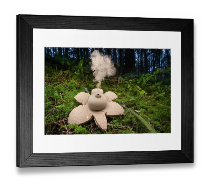 Framed Print : Collared earthstar (Geastrum michelianum) on forest floor, dispersing spores. This species disperses its spores when raindrops strike the fruiting body, here the fungus has been tapped with a twig to simulate this, Peak District National Park Framed Print : Collared earthstar (Geastrum michelianum) on forest floor, dispersing spores. This species disperses its spores when raindrops strike the fruiting body, here the fungus has been tapped with a twig to simulate this, Peak District National Park