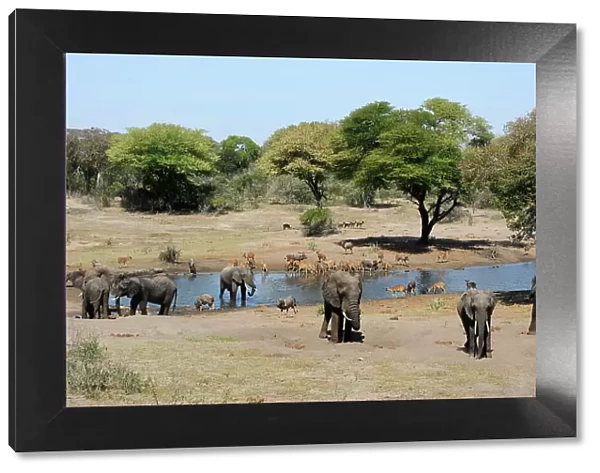 African elephant (Loxodonta africana) and Nyala (Tragelaphus angasii) at waterhole. Tembe Elephant Park. KwaZulu-Natal. South Africa