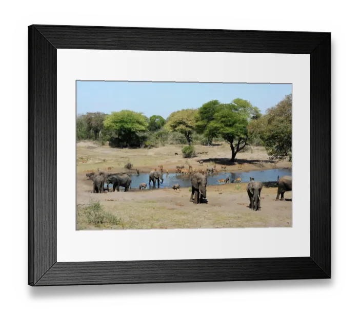 Framed Print : African elephant (Loxodonta africana) and Nyala (Tragelaphus angasii) at waterhole. Tembe Elephant Park. KwaZulu-Natal. South Africa Framed Print : African elephant (Loxodonta africana) and Nyala (Tragelaphus angasii) at waterhole. Tembe Elephant Park. KwaZulu-Natal. South Africa