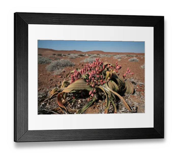 Framed Print : Female Welwitschia plant (Welwitschia mirabilis), cones in flower, Kunene region, Namibia, Africa, May Framed Print : Female Welwitschia plant (Welwitschia mirabilis), cones in flower, Kunene region, Namibia, Africa, May