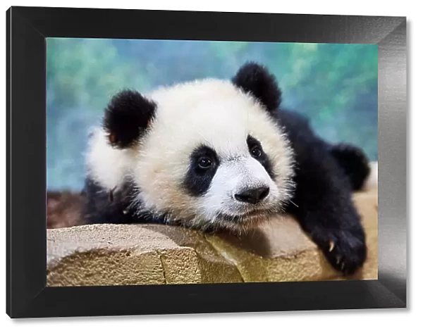 Giant panda (Ailuropoda melanoleuca) cub Yuandudu, aged 8 months, portrait, Beauval ZooPark, France, April, 2022. Captive