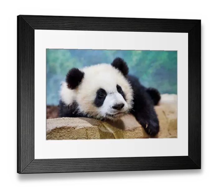 Framed Print : Giant panda (Ailuropoda melanoleuca) cub Yuandudu, aged 8 months, portrait, Beauval ZooPark, France, April, 2022. Captive Framed Print : Giant panda (Ailuropoda melanoleuca) cub Yuandudu, aged 8 months, portrait, Beauval ZooPark, France, April, 2022. Captive