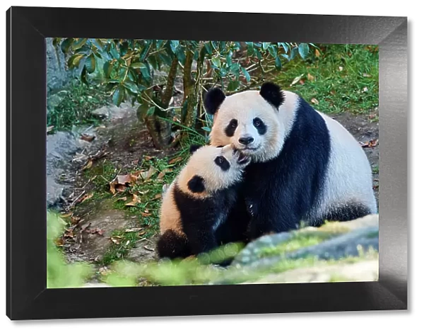Giant panda (Ailuropoda melanoleuca) cub Yuandudu, aged 8 months, nuzzling her mother, Huan Huan, Beauval ZooPark, France, April, 2022. Captive