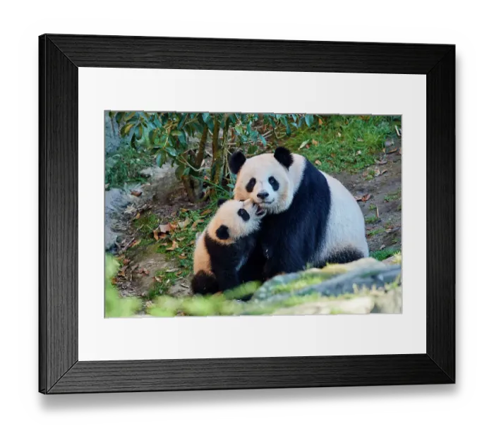 Framed Print : Giant panda (Ailuropoda melanoleuca) cub Yuandudu, aged 8 months, nuzzling her mother, Huan Huan, Beauval ZooPark, France, April, 2022. Captive Framed Print : Giant panda (Ailuropoda melanoleuca) cub Yuandudu, aged 8 months, nuzzling her mother, Huan Huan, Beauval ZooPark, France, April, 2022. Captive