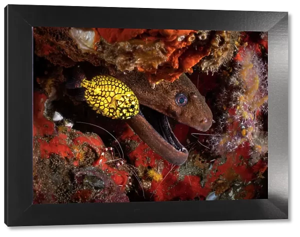 Japanese pinecone fish (Monocentris japonica) under a ledge in the reef alongside a Giant moray eel (Gymnothorax javanicus) and Banded coral shrimps (Stenopus hispidus), Richelieu Rock, Mu Koh Surin National Park, Phang-nga, Thailand