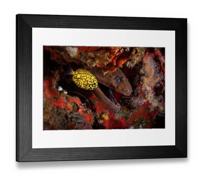 Framed Print : Japanese pinecone fish (Monocentris japonica) under a ledge in the reef alongside a Giant moray eel (Gymnothorax javanicus) and Banded coral shrimps (Stenopus hispidus), Richelieu Rock, Mu Koh Surin National Park, Phang-nga, Thailand Framed Print : Japanese pinecone fish (Monocentris japonica) under a ledge in the reef alongside a Giant moray eel (Gymnothorax javanicus) and Banded coral shrimps (Stenopus hispidus), Richelieu Rock, Mu Koh Surin National Park, Phang-nga, Thailand
