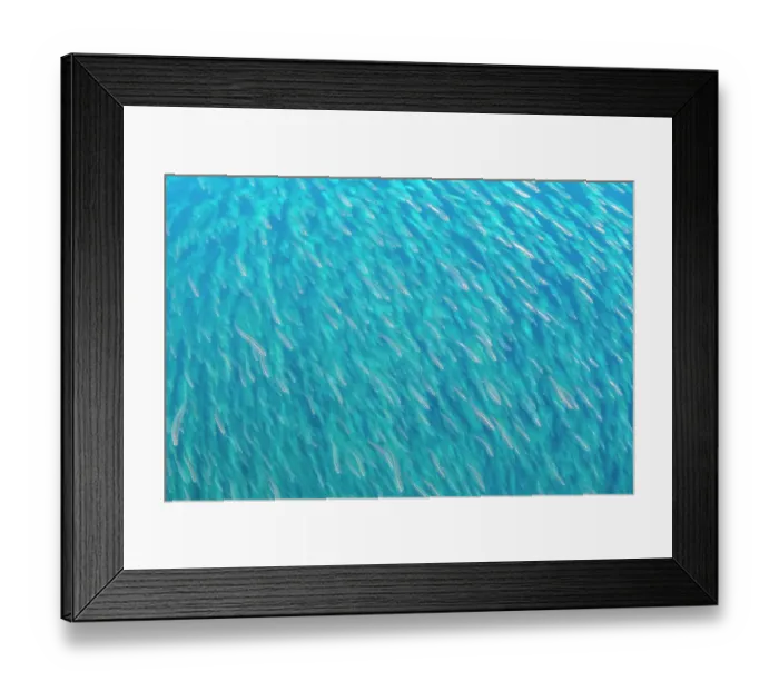 Framed Print : Large school of juvenile Fusilier (Caesionidae) fish swimming in water column, Andaman Sea, Mu Koh Similan National Park, Phang-nga, Thailand Framed Print : Large school of juvenile Fusilier (Caesionidae) fish swimming in water column, Andaman Sea, Mu Koh Similan National Park, Phang-nga, Thailand