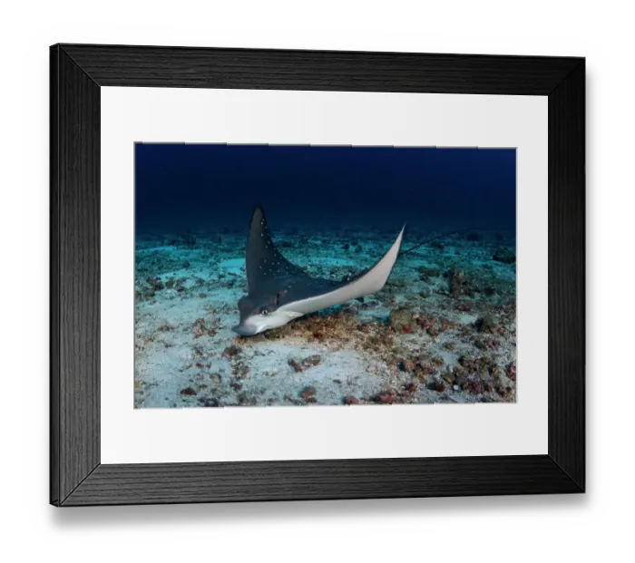 Framed Print : Ocellated eagle ray (Aetobatus ocellatus) searching for food in the sand over the seafloor, Mu Koh Similan National Park, Andaman Sea, Phang-nga, Thailand Framed Print : Ocellated eagle ray (Aetobatus ocellatus) searching for food in the sand over the seafloor, Mu Koh Similan National Park, Andaman Sea, Phang-nga, Thailand