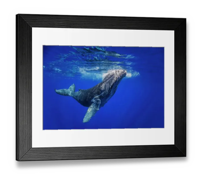 Framed Print : Juvenile Humpback whale (Megaptera novaeangliae) swimming up to the surface, Hawaii, Pacific Ocean Framed Print : Juvenile Humpback whale (Megaptera novaeangliae) swimming up to the surface, Hawaii, Pacific Ocean