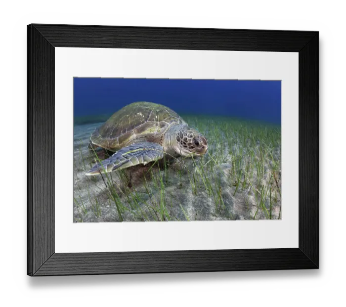 Framed Print : Green sea turtle (Chelonia mydas) feeding on Seagrass (Cymodocea nodosa) on the seabed, Tenerife, Canary Islands, Atlantic Ocean Framed Print : Green sea turtle (Chelonia mydas) feeding on Seagrass (Cymodocea nodosa) on the seabed, Tenerife, Canary Islands, Atlantic Ocean
