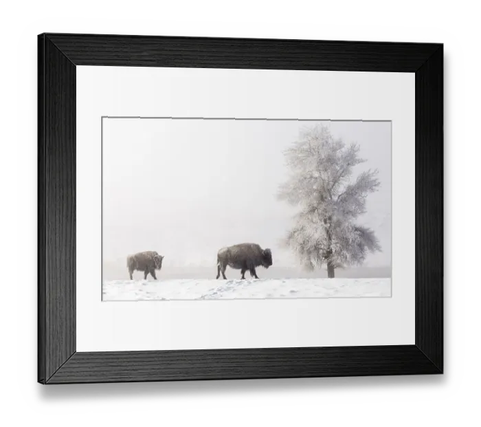 Framed Print : Female Bison (Bison bison) with young calf, walking over snow in front of frost-covered tree, Yellowstone National Park, USA. February Framed Print : Female Bison (Bison bison) with young calf, walking over snow in front of frost-covered tree, Yellowstone National Park, USA. February