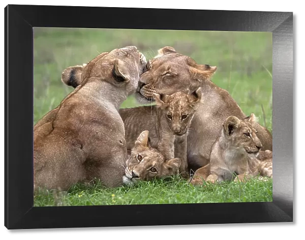 Two Lionesses (Panthera leo) nuzzling surrounded by three cubs, Kgalagadi Transfrontier Park, Northern Cape, South Africa