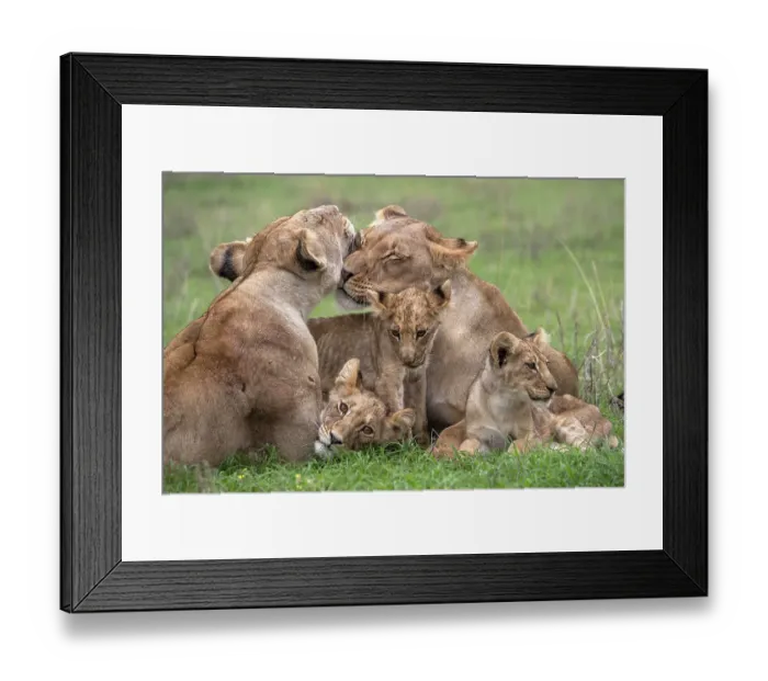 Framed Print : Two Lionesses (Panthera leo) nuzzling surrounded by three cubs, Kgalagadi Transfrontier Park, Northern Cape, South Africa Framed Print : Two Lionesses (Panthera leo) nuzzling surrounded by three cubs, Kgalagadi Transfrontier Park, Northern Cape, South Africa