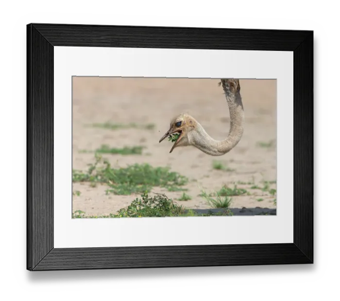 Framed Print : Female Ostrich (Struthio camelus) feeding on desert plants, Kgalagadi Transfrontier Park, South Africa Framed Print : Female Ostrich (Struthio camelus) feeding on desert plants, Kgalagadi Transfrontier Park, South Africa