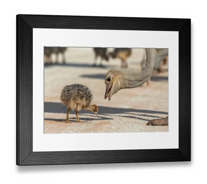 Framed Print : Ostrich (Struthio camelus) with chick feeding on termites, Kgalagadi Transfrontier Park, South Africa Framed Print : Ostrich (Struthio camelus) with chick feeding on termites, Kgalagadi Transfrontier Park, South Africa