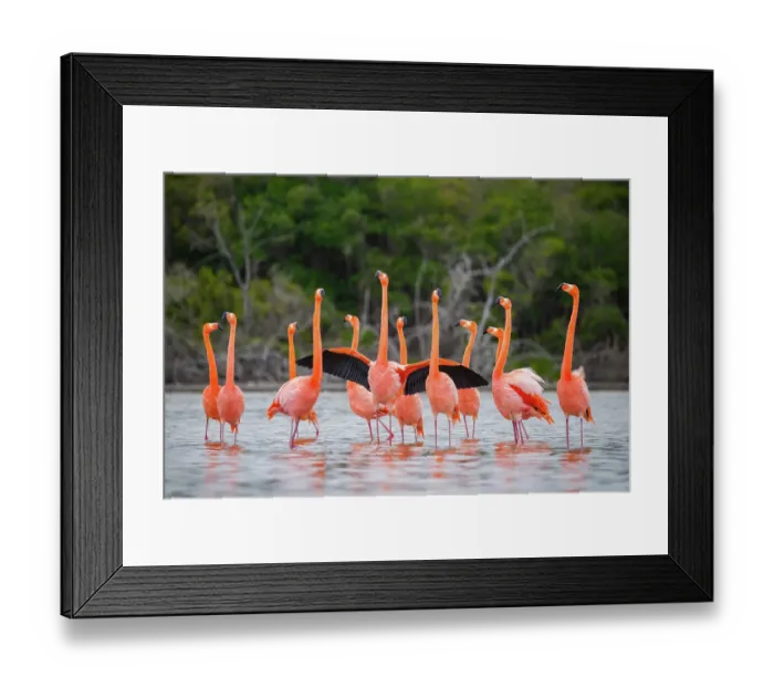 Framed Print : Flock of American flamingos (Phoenicopterus ruber) performing courtship strutting and wing flashing, Quinta Playa, Isabela Island, Galapagos Islands, Ecuador
