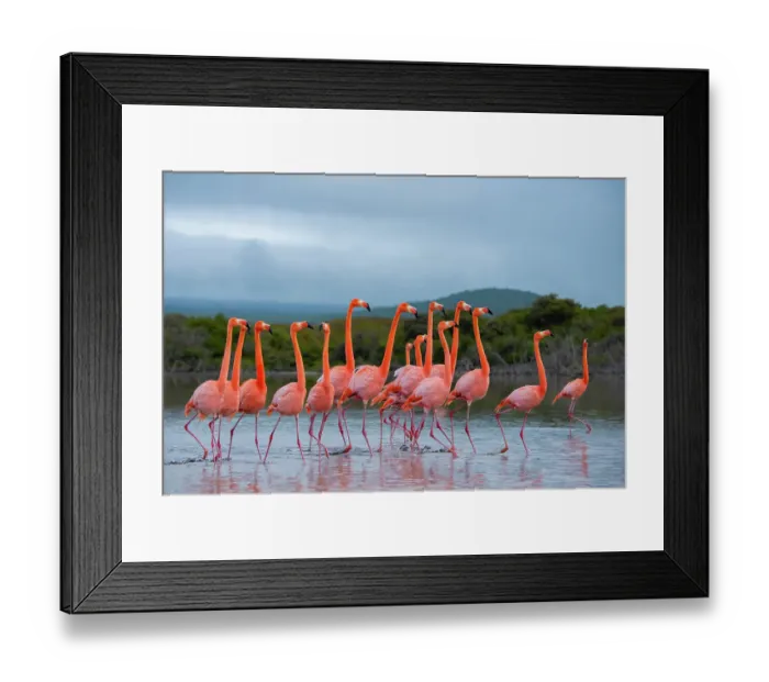 Framed Print : Flock of American flamingos (Phoenicopterus ruber) performing courtship strutting, Quinta Playa, Isabela Island, Galapagos Islands, Ecuador Framed Print : Flock of American flamingos (Phoenicopterus ruber) performing courtship strutting, Quinta Playa, Isabela Island, Galapagos Islands, Ecuador