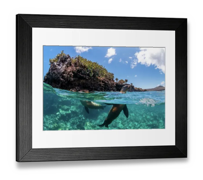 Framed Print : Galapagos sea lion (Zalophus wollebaeki) yearling pups playing near shore, Champion Islet, Floreana Island, Galapagos Islands, Ecuador. Pacific Ocean