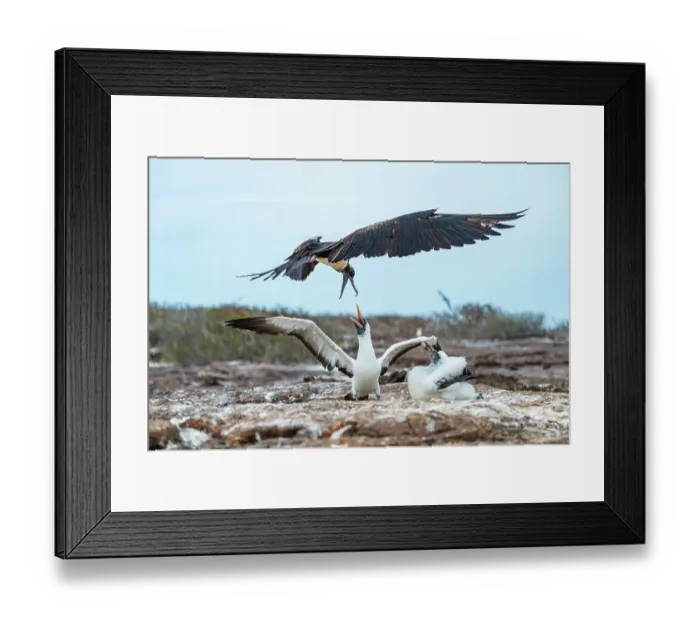 Framed Print : Great frigatebird (Fregata minor) attempting to steal food from Nazca booby (Sula granti) feeding its chick, Genovesa Island, Galapagos Islands, Ecuador Framed Print : Great frigatebird (Fregata minor) attempting to steal food from Nazca booby (Sula granti) feeding its chick, Genovesa Island, Galapagos Islands, Ecuador