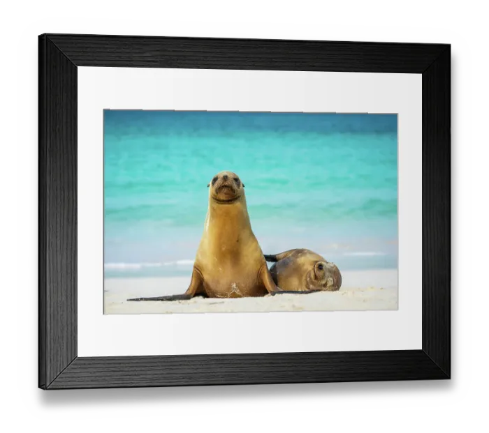 Framed Print : Female Galapagos sea lion (Zalophus wollebaeki) with yearling pup resting on beach, Cerro Brujo, San Cristobal Island, Galapagos Islands, Ecuador. Pacific Ocean Framed Print : Female Galapagos sea lion (Zalophus wollebaeki) with yearling pup resting on beach, Cerro Brujo, San Cristobal Island, Galapagos Islands, Ecuador. Pacific Ocean