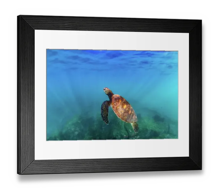Framed Print : Green sea turtle (Chelonia mydas), yellow morph, swimming through shallows, Post Office Bay, Floreana Island, Galapagos Islands, Ecuador. Pacific Ocean Framed Print : Green sea turtle (Chelonia mydas), yellow morph, swimming through shallows, Post Office Bay, Floreana Island, Galapagos Islands, Ecuador. Pacific Ocean