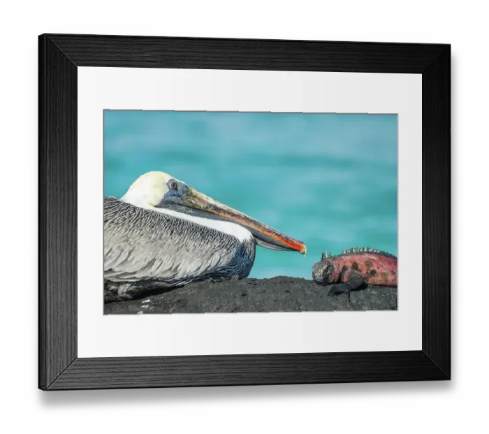 Framed Print : Marine iguana (Amblyrhynchus cristatus) and Brown Pelican (Pelecanus occidentalis) sitting together on rock, Punta Suarez, Espanola Island, Galapagos Islands, Ecuador Framed Print : Marine iguana (Amblyrhynchus cristatus) and Brown Pelican (Pelecanus occidentalis) sitting together on rock, Punta Suarez, Espanola Island, Galapagos Islands, Ecuador