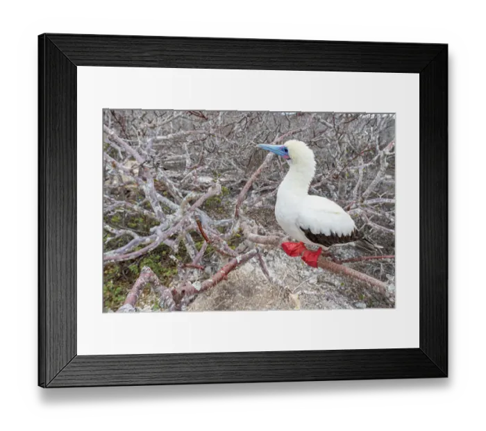 Framed Print : Red-footed booby (Sula sula) perched on branch, Genovesa Island, Galapagos Islands, Ecuador Framed Print : Red-footed booby (Sula sula) perched on branch, Genovesa Island, Galapagos Islands, Ecuador