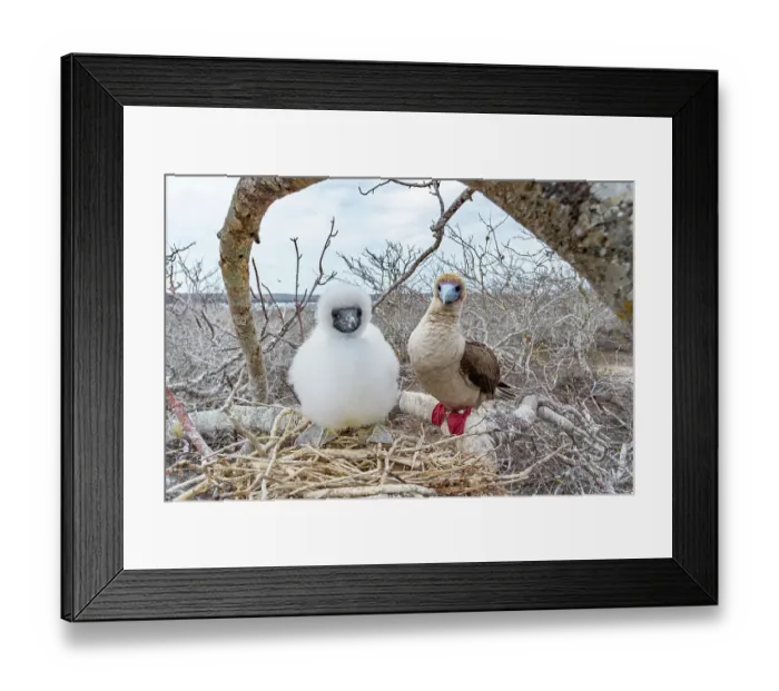 Framed Print : Red-footed booby (Sula sula) chick and parent perched on branch near nest, Genovesa Island, Galapagos Islands, Ecuador