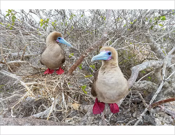 Two Red-footed booby (Sula sula) perched on branches, Genovesa Island, Galapagos Islands, Ecuador