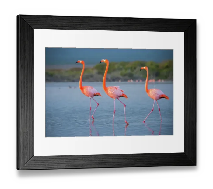 Framed Print : American flamingos (Phoenicopterus ruber) wading through salt pond, Quinta Playa, Isabela Island, Galapagos Islands, Ecuador Framed Print : American flamingos (Phoenicopterus ruber) wading through salt pond, Quinta Playa, Isabela Island, Galapagos Islands, Ecuador