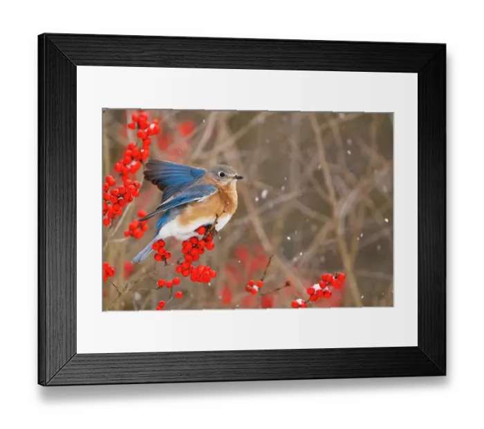 Framed Print : Female Eastern bluebird (Sialia sialis) spreading wings for balance after landing on a fruiting Holly (Ilex sp. ) bush, Freeville, New York, USA. January Framed Print : Female Eastern bluebird (Sialia sialis) spreading wings for balance after landing on a fruiting Holly (Ilex sp. ) bush, Freeville, New York, USA. January
