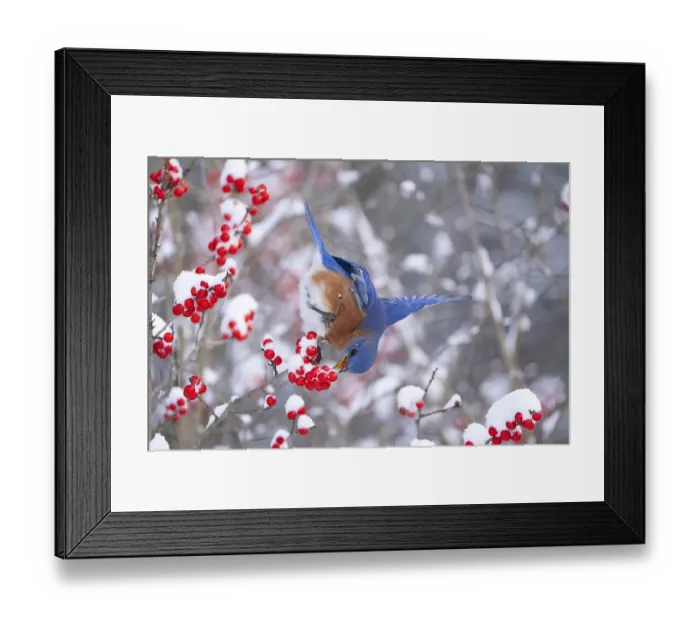 Framed Print : Male Eastern bluebird (Sialia sialis) feeding on snow-covered Holly (Ilex sp) berries, near Ithaca, New York, USA. January Framed Print : Male Eastern bluebird (Sialia sialis) feeding on snow-covered Holly (Ilex sp) berries, near Ithaca, New York, USA. January