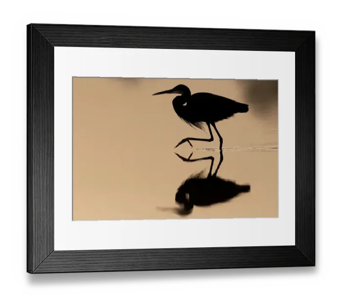 Framed Print : Western reef egret (Egretta gularis) wading in river at sunrise, Allahein River, The Gambia Framed Print : Western reef egret (Egretta gularis) wading in river at sunrise, Allahein River, The Gambia