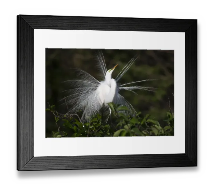 Framed Print : Great white egret (Ardea alba) displaying in rookery at Wakodahatchee Wetlands, Florida, USA