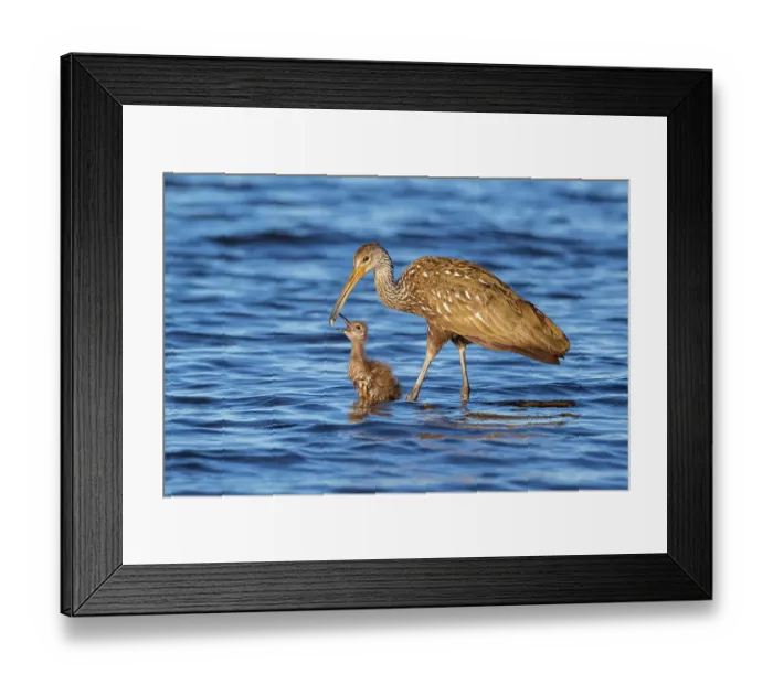 Framed Print : Limpkin (Aramus guarauna) female feeding and teaching her chick. Myakka River State Park, Florida, USA Framed Print : Limpkin (Aramus guarauna) female feeding and teaching her chick. Myakka River State Park, Florida, USA