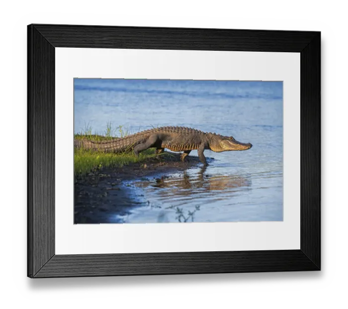 Framed Print : American alligator (Alligator mississippiensis) walking into river. Myakka River State Park, Florida, USA Framed Print : American alligator (Alligator mississippiensis) walking into river. Myakka River State Park, Florida, USA