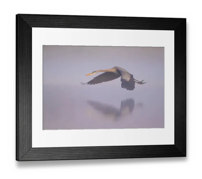 Framed Print : Great blue heron (Ardea herodias) flying over foggy river at sunrise. Myakka River State Park, Florida, USA. Sequende 2 of 2 Framed Print : Great blue heron (Ardea herodias) flying over foggy river at sunrise. Myakka River State Park, Florida, USA. Sequende 2 of 2