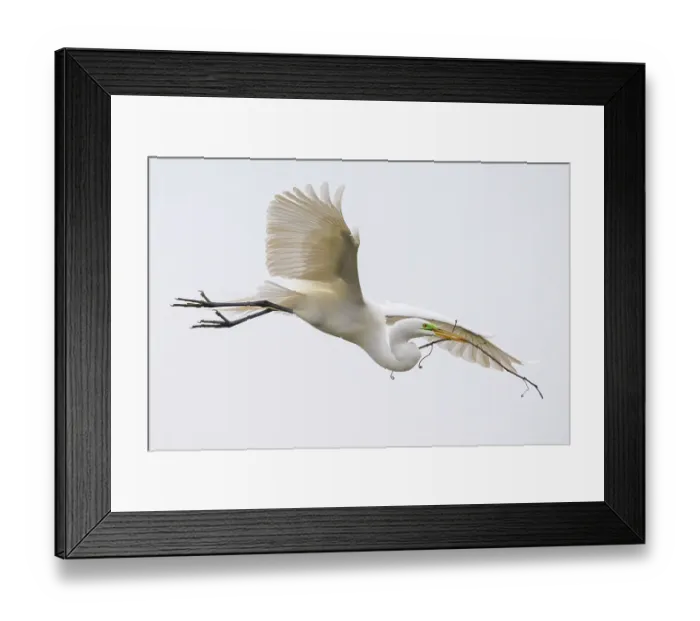 Framed Print : Great egret (Ardea alba) flying with stick for its nest in beak. St. Augustine, Florida, USA Framed Print : Great egret (Ardea alba) flying with stick for its nest in beak. St. Augustine, Florida, USA
