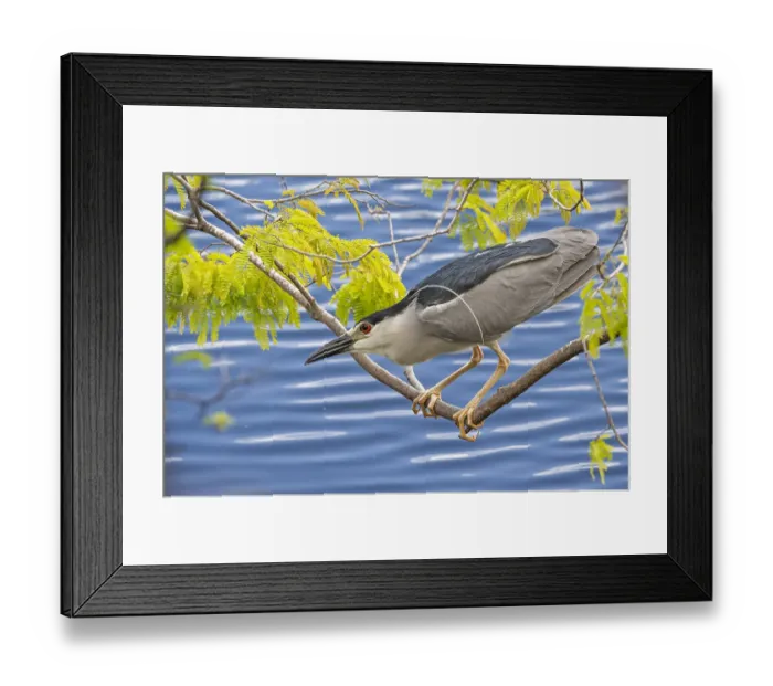Framed Print : Black-crowned night heron (Nycticorax nycticorax) perched on branch, ready to strike. Big Cypress National Preserve, Florida, USA Framed Print : Black-crowned night heron (Nycticorax nycticorax) perched on branch, ready to strike. Big Cypress National Preserve, Florida, USA