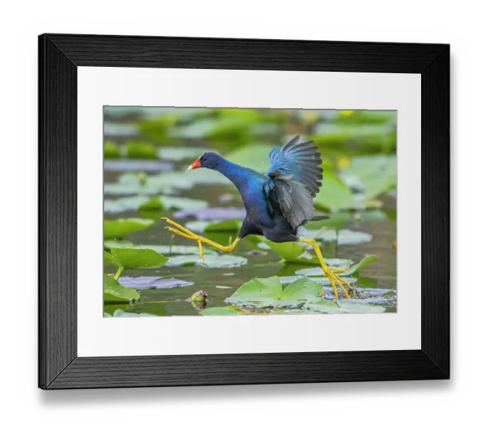 Framed Print : American purple gallinule (Porphyrio martinica) leaping between water lily pads. Everglades National Park, Florida, USA Framed Print : American purple gallinule (Porphyrio martinica) leaping between water lily pads. Everglades National Park, Florida, USA