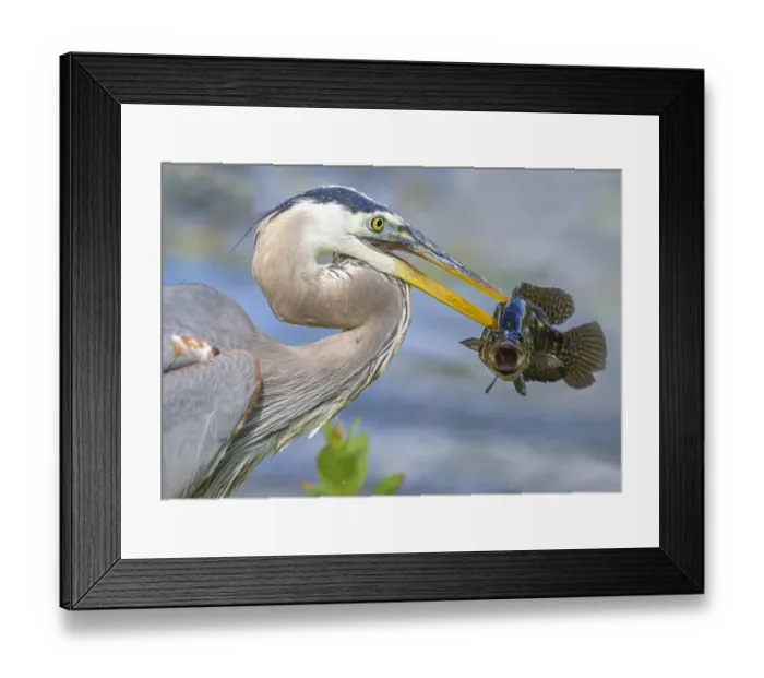 Framed Print : Great blue heron (Ardea herodias) holding fish in beak. Everglades National Park, Florida, USA Framed Print : Great blue heron (Ardea herodias) holding fish in beak. Everglades National Park, Florida, USA