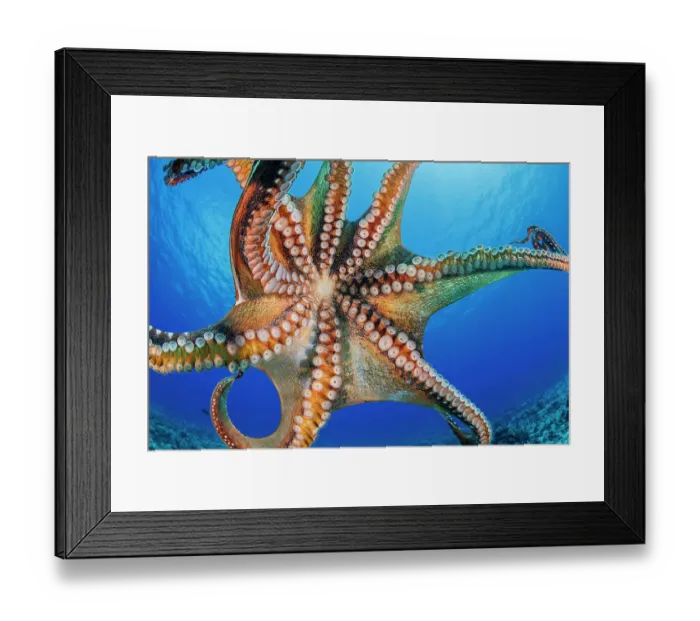 Framed Print : Day octopus (Octopus cyanea) ventral view, detail of tentacles and suckers, Hawaii, Pacific Ocean Framed Print : Day octopus (Octopus cyanea) ventral view, detail of tentacles and suckers, Hawaii, Pacific Ocean
